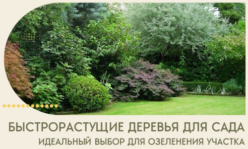 Быстрорастущие деревья для сада идеальный выбор в Елизове