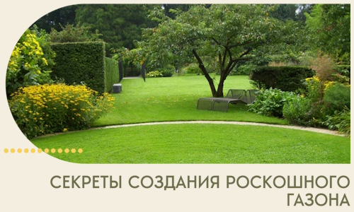 Секреты создания роскошного газона в Елизове
